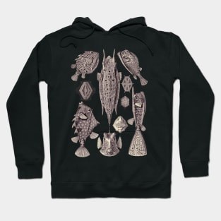 Ernst Haeckel Ostraciontes Fish Lavander Grey Hoodie